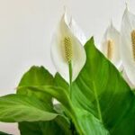 No Blooms on Your Peace Lily? Discover What You’re Doing Wrong