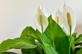 No Blooms on Your Peace Lily? Discover What You’re Doing Wrong